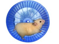 bigstock_Hamster_In_A_Wheel_17653730-300x225.jpg