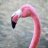 trauriger_flamingo